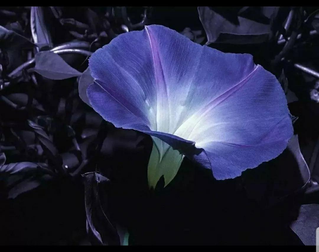 奇葩造型花：头上长草，心中有鬼，白月光。白天不开你非要晚上开