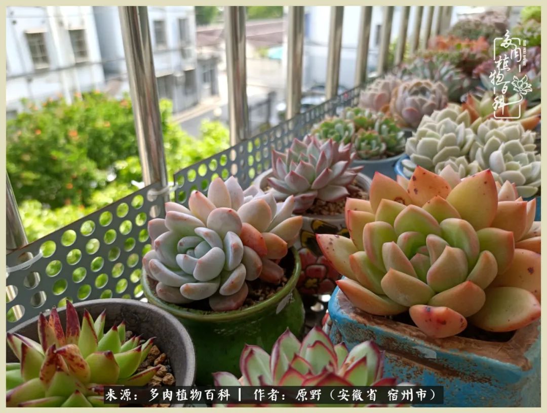 梅雨袭，酷暑至，多肉进入历劫季