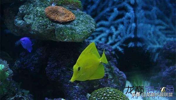 看完别笑,都陪我哭!新人下海开缸的血泪史