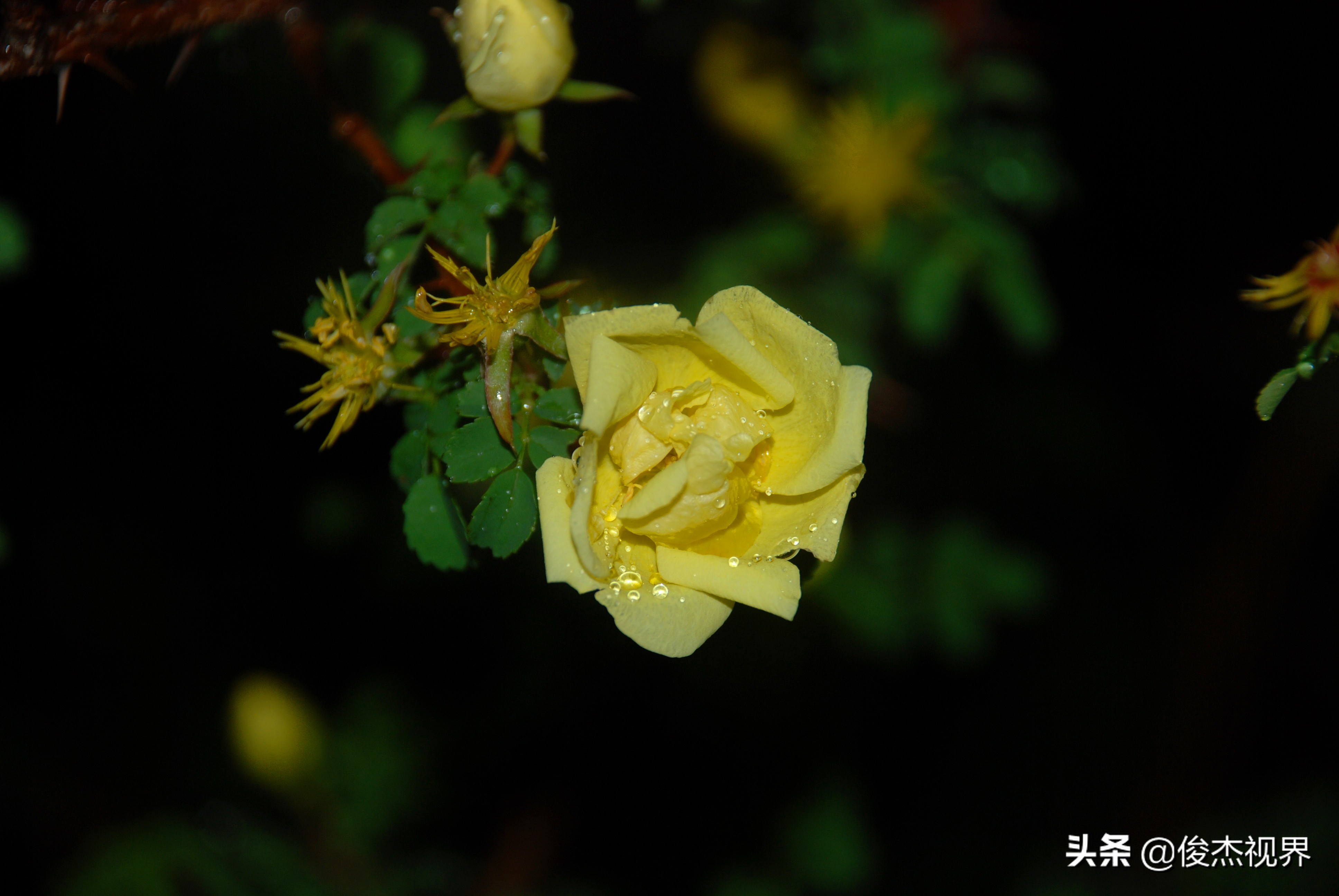 夜游遇见黄玫瑰（原创）