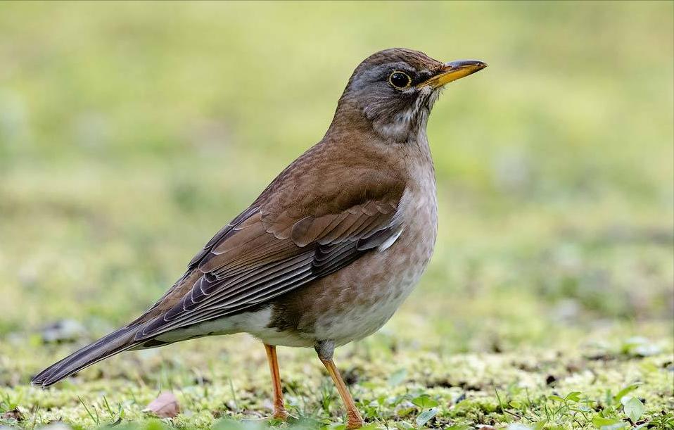 东江揽胜,惠州淡水常见鸟类图谱