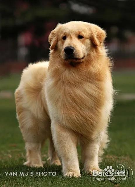 宠物营养与保健课程,宠物营养讲座