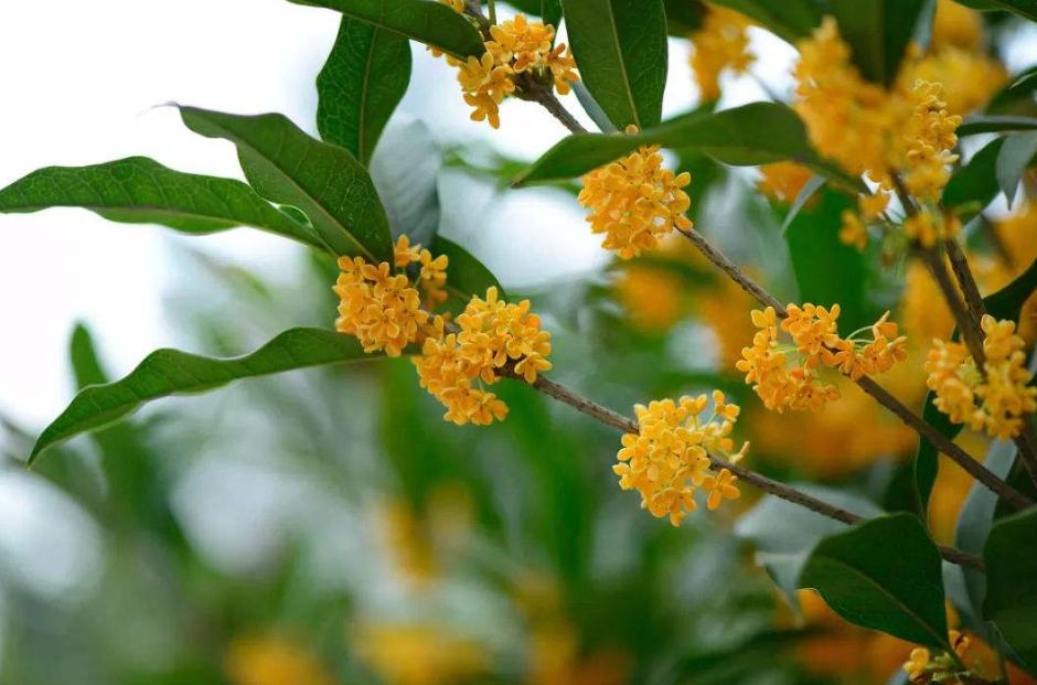 含有桂花的经典古诗赏析与解读,必背古诗词中关于桂花的诗句