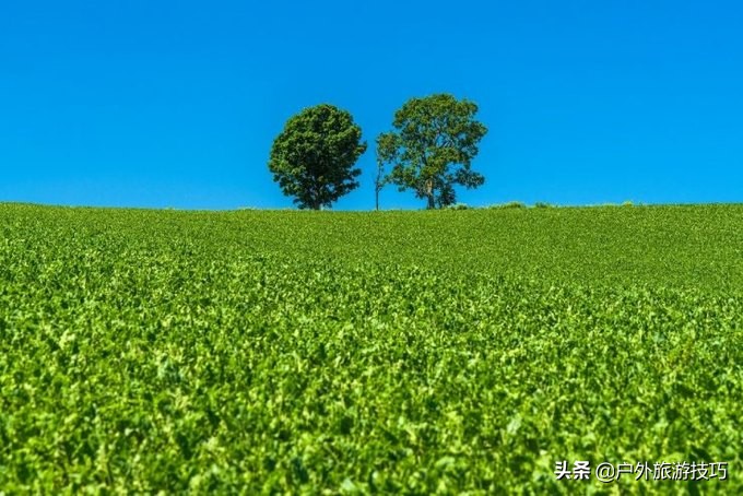 日本北海道富良野骑行攻略，试过在花田、花海中骑行吗？