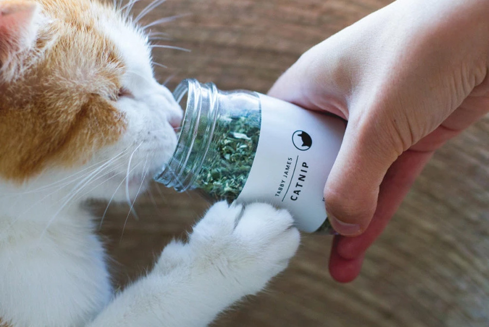 猫吃了猫薄荷像吸毒,猫吃了猫薄荷是不是像吃了菌子