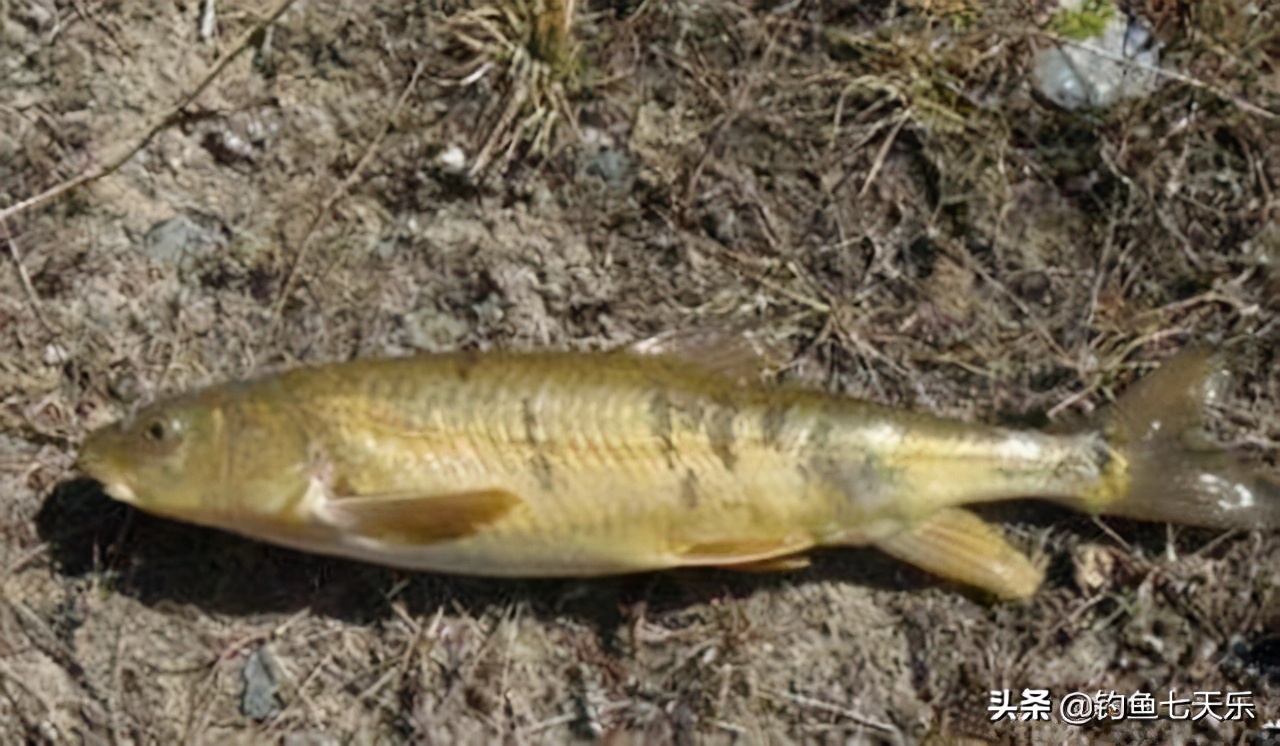 黄河中的淡水鱼,黄河濒临灭绝的鱼