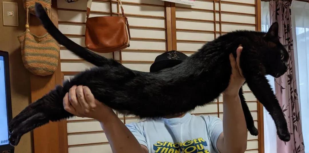 猫的终极凡尔赛：你的屏幕放不下我的腿