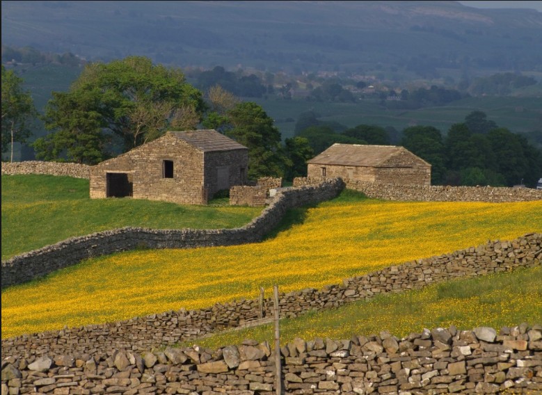 老球迷在球场,老球迷踢足球