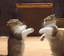 2022款探歌敞篷版德国卖多少钱,t-roc探歌敞篷版视频无水印素材