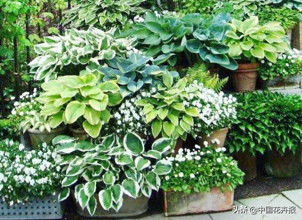 花园必备植物大全,花园常用植物科普