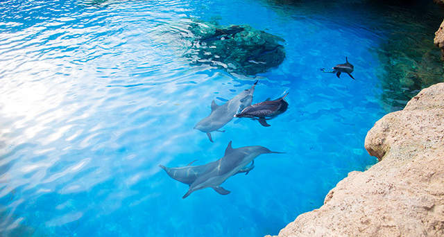 珠海长隆海洋王国游玩1天攻略,珠海长隆海洋王国1天游玩攻略