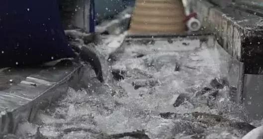 长途运输的鱼怎么入缸,活鱼在长途运输中该如何做