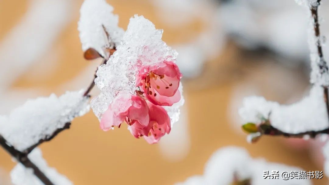 四月芳菲尽山寺桃花始盛开是什么意思,四月芳菲始盛开小说