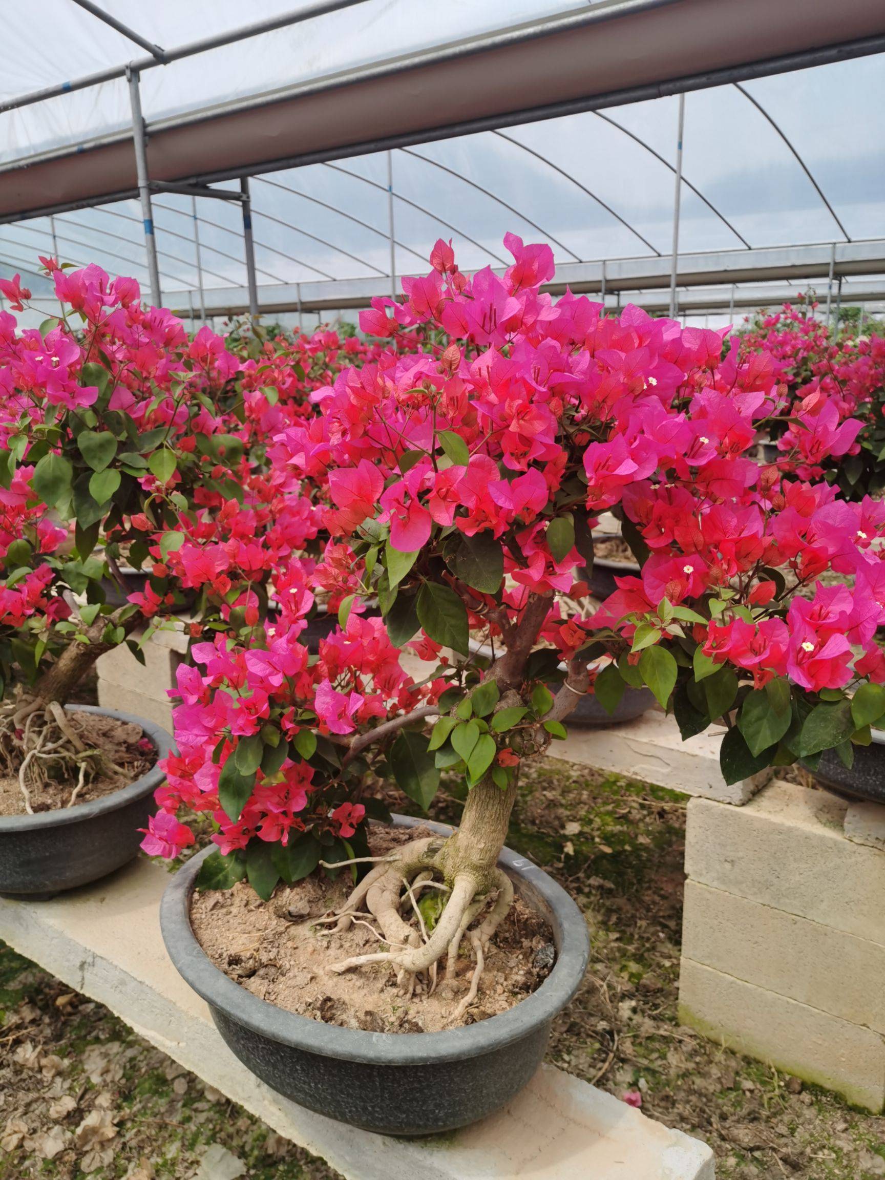 这三种花越养越值钱,这三种花千万不要养在家里