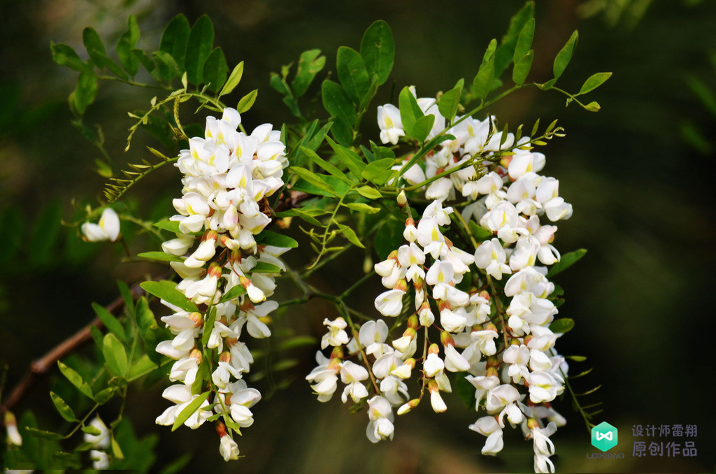 院子适合种的花和设计,庭院设计植物大全