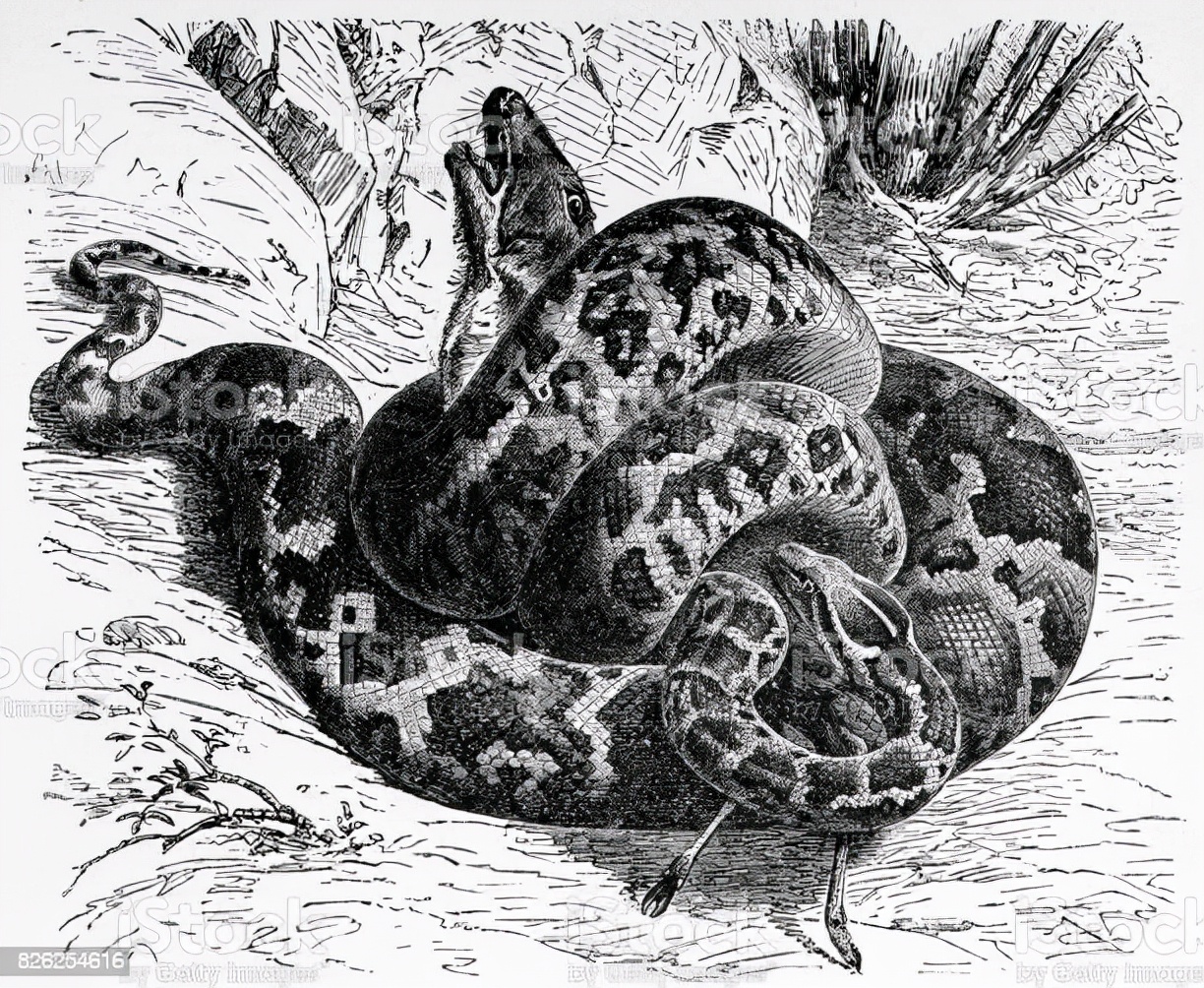 4米巨蟒吞袋鼠,巨蟒吞羊过程