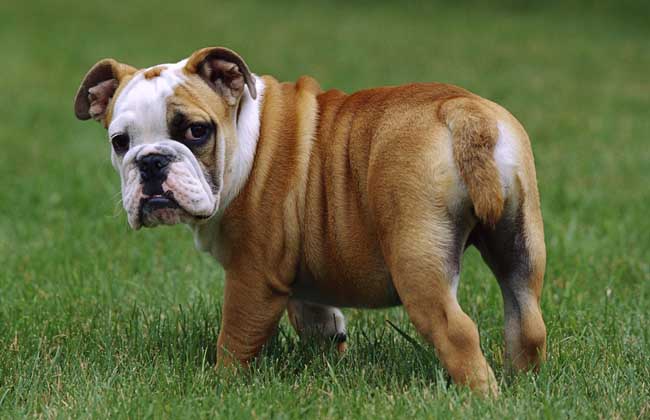 中国有什么名贵的狗,俄罗斯名贵狗价格