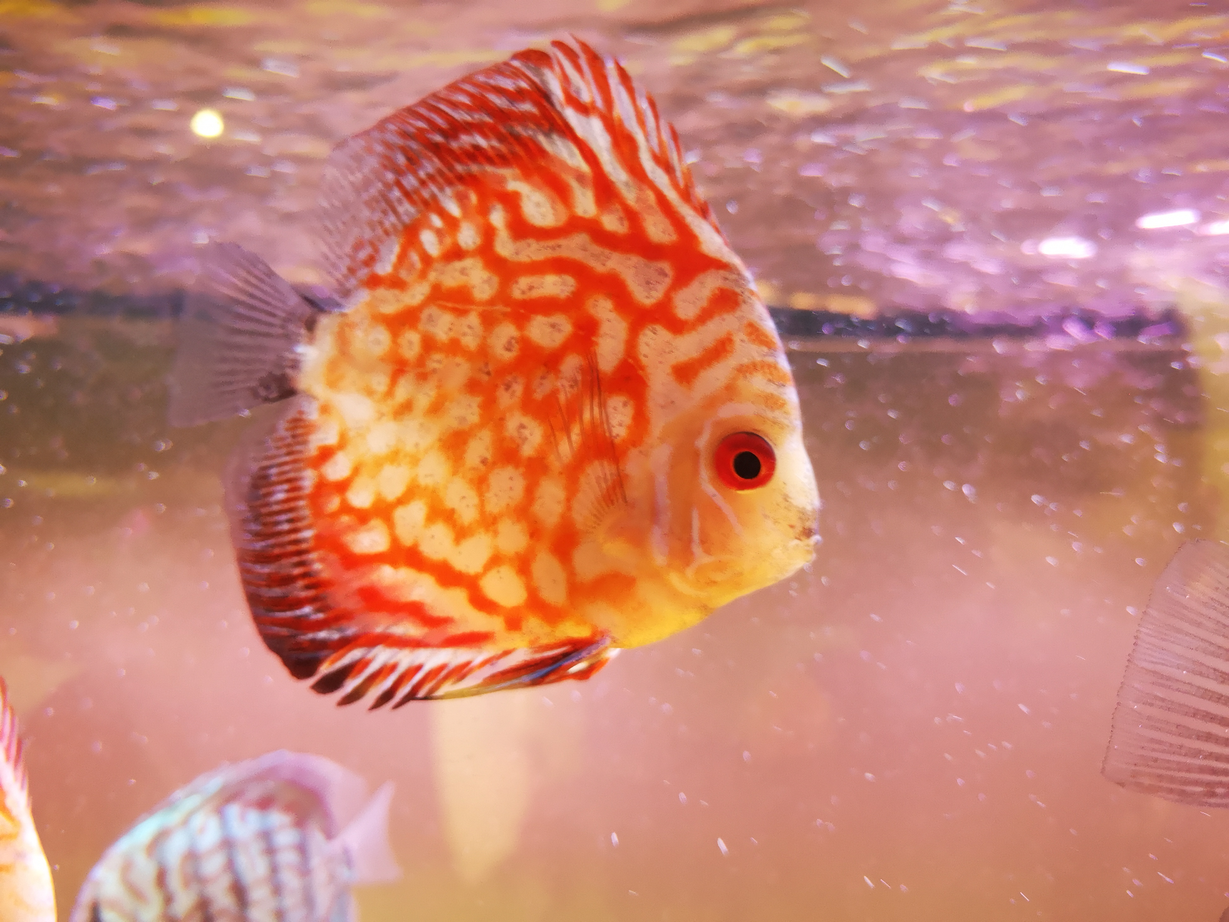 观赏鱼烂了,观赏鱼烂皮能治好吗