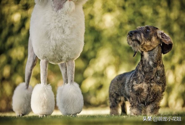 犬舍买狗攻略,揭秘犬舍买狗