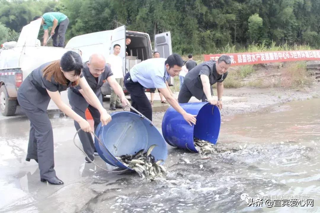 长记性啦,为啥在宜宾不能乱捕泥鳅黄鳝?江安县法院有话说