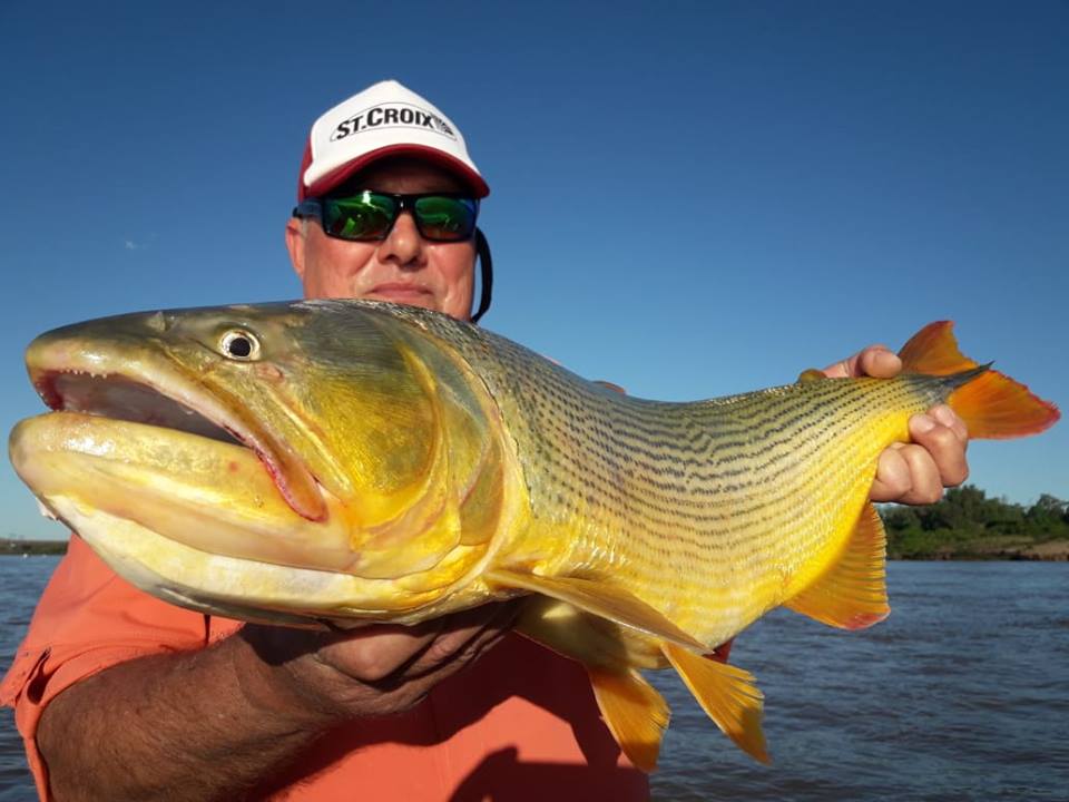 27公分的黄金河虎,黄金河虎凶猛吗