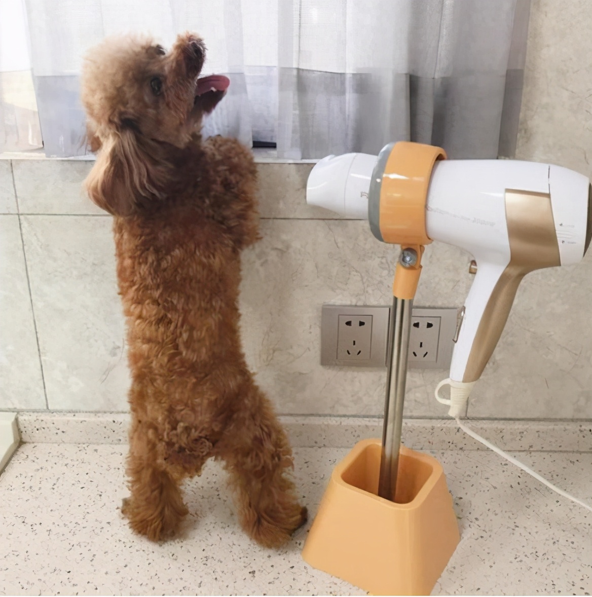 狗狗小视频养狗训练,养狗要训练哪些技能有好处