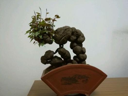 陕西秦岭大山里的制何首乌,陕西秦岭制何首乌