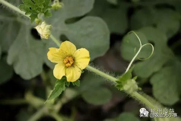 新版西瓜病虫害解决方案,2020西瓜病害视频