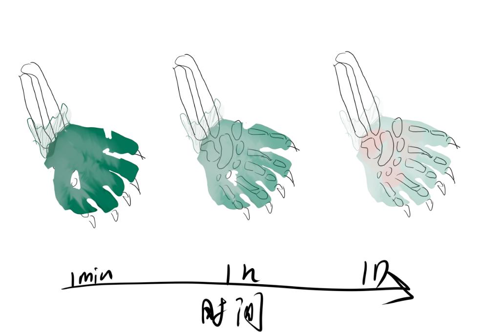 巴西龟怎么做骨骼标本,巴西龟骨骼结构