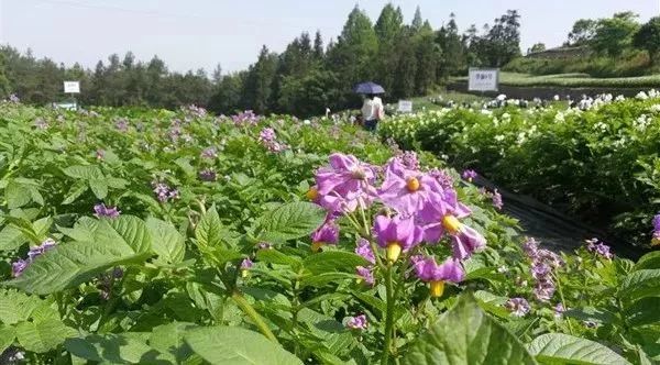中国土豆之乡图片,中国土豆第一村