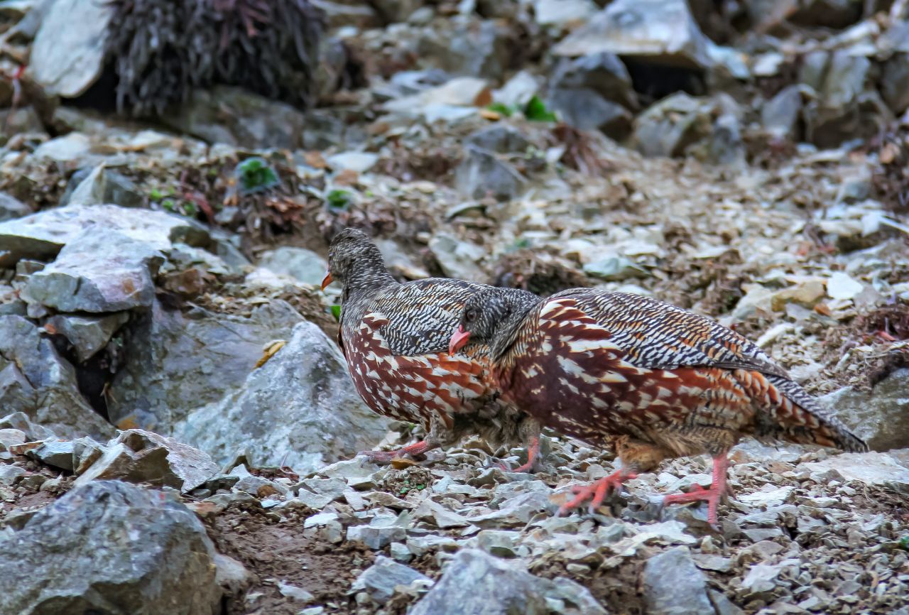 从高山之巅到深海之渊,流石滩徒步攻略
