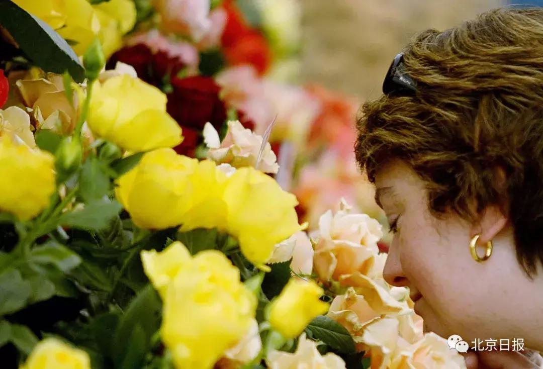 我们要评“国花”了！网友又吵翻了天！你pick哪种？