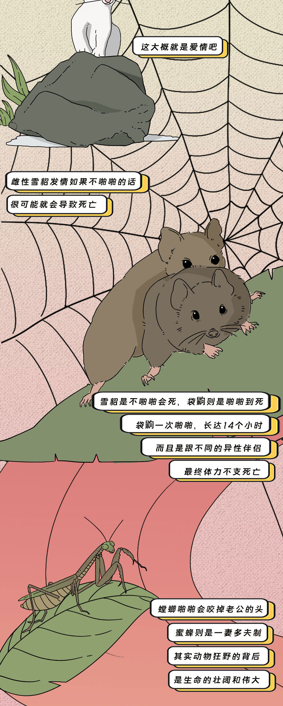 论啪啪啪，人类可比不上它们……