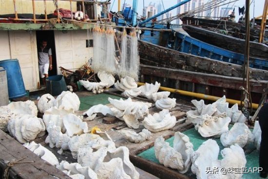 贝壳手工珠宝首饰,贝壳类珠宝首饰