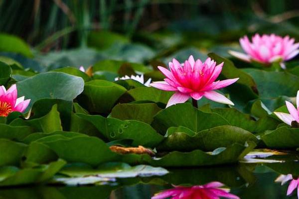 睡莲为啥叫睡莲,睡莲为什么叫睡莲是很爱睡觉吗