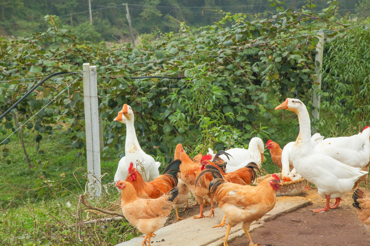土鸡3000多只收益2万元,卖土鸡仅用一招年赚3000万