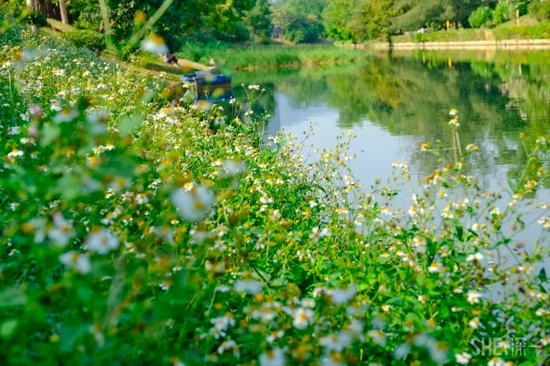 深圳这10条绿道你去过没,深圳十大绿道排行榜