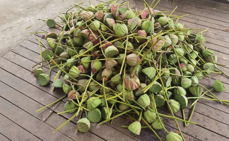 贵州蓬莱仙界旅游攻略,白云区蓬莱仙界景点介绍