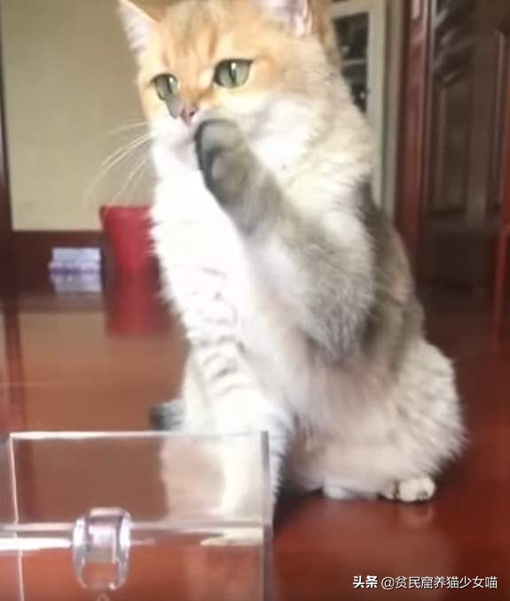 濂藉鐨勭尗鍜捇杩涚洅瀛愰噷,濂藉鐚挭閽诲叆鑽変笡宸ㄦ礊