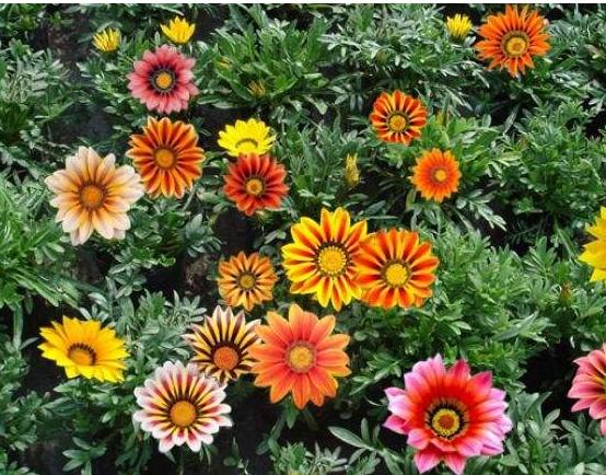 勋章菊如何养护,勋章菊好养吗