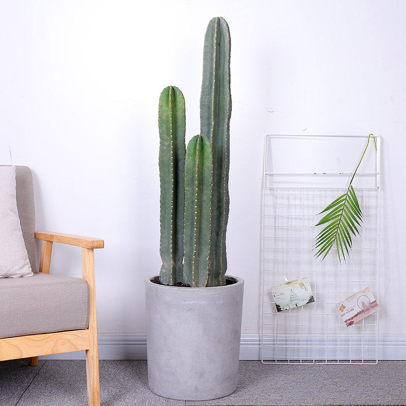 适合阳光暴晒的观叶绿植,适合室内养的高端观叶绿植