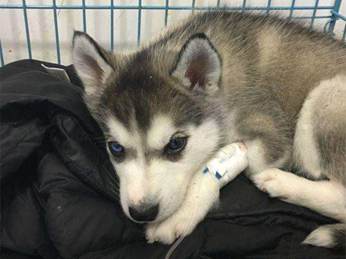 幼犬驱虫药过量会自愈吗,狗狗驱虫后的不良反应怎么处理