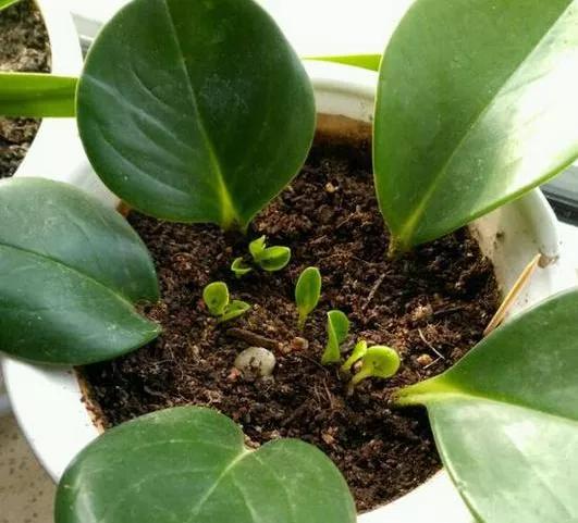 扦插花的养殖方法和技巧,养花扦插有妙招多肉