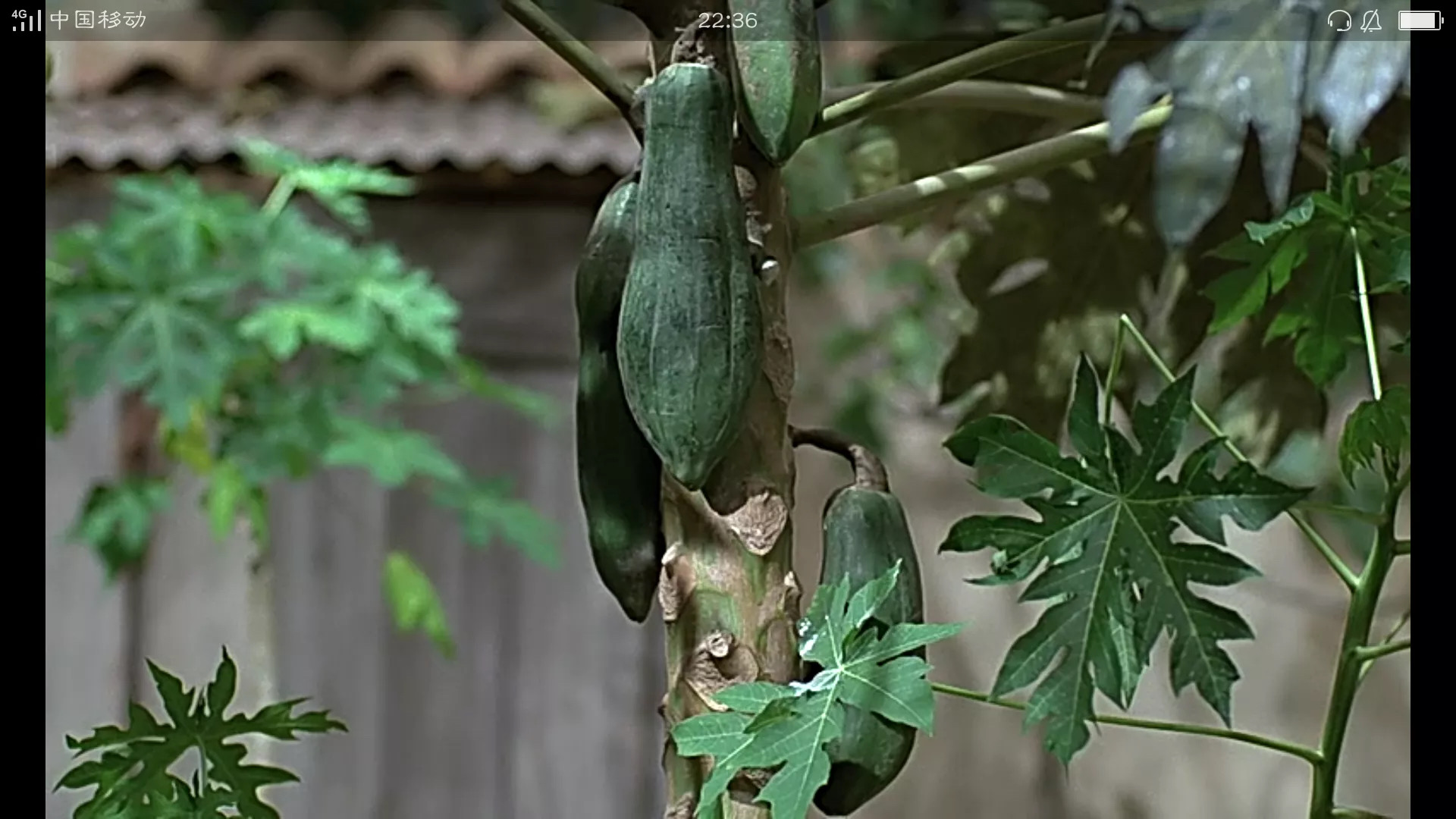 青木瓜之味影评分析,青木瓜之味阅读题答案