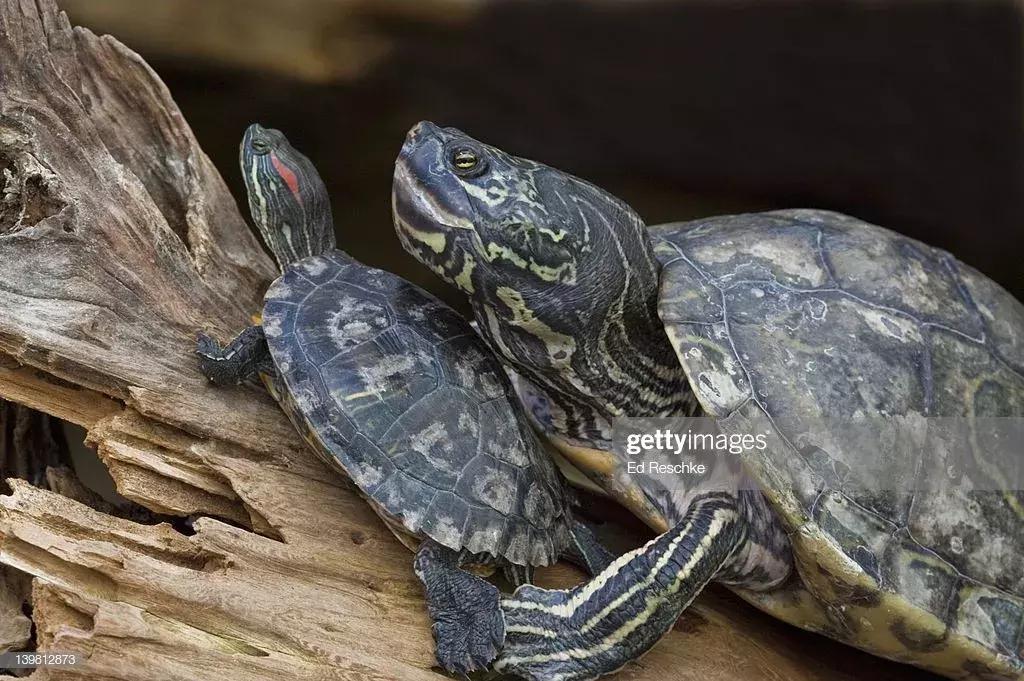 地图龟6-7厘米是成年龟吗,地图龟12cm成年了么