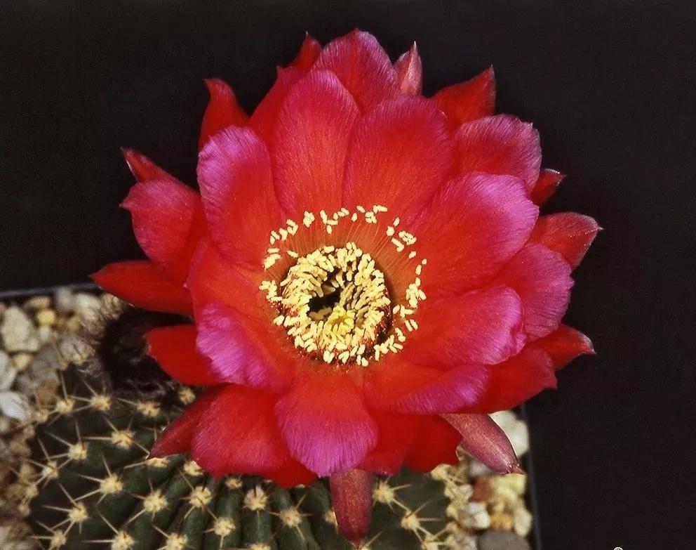 100种仙人球花图片,100种仙人球的品种视频