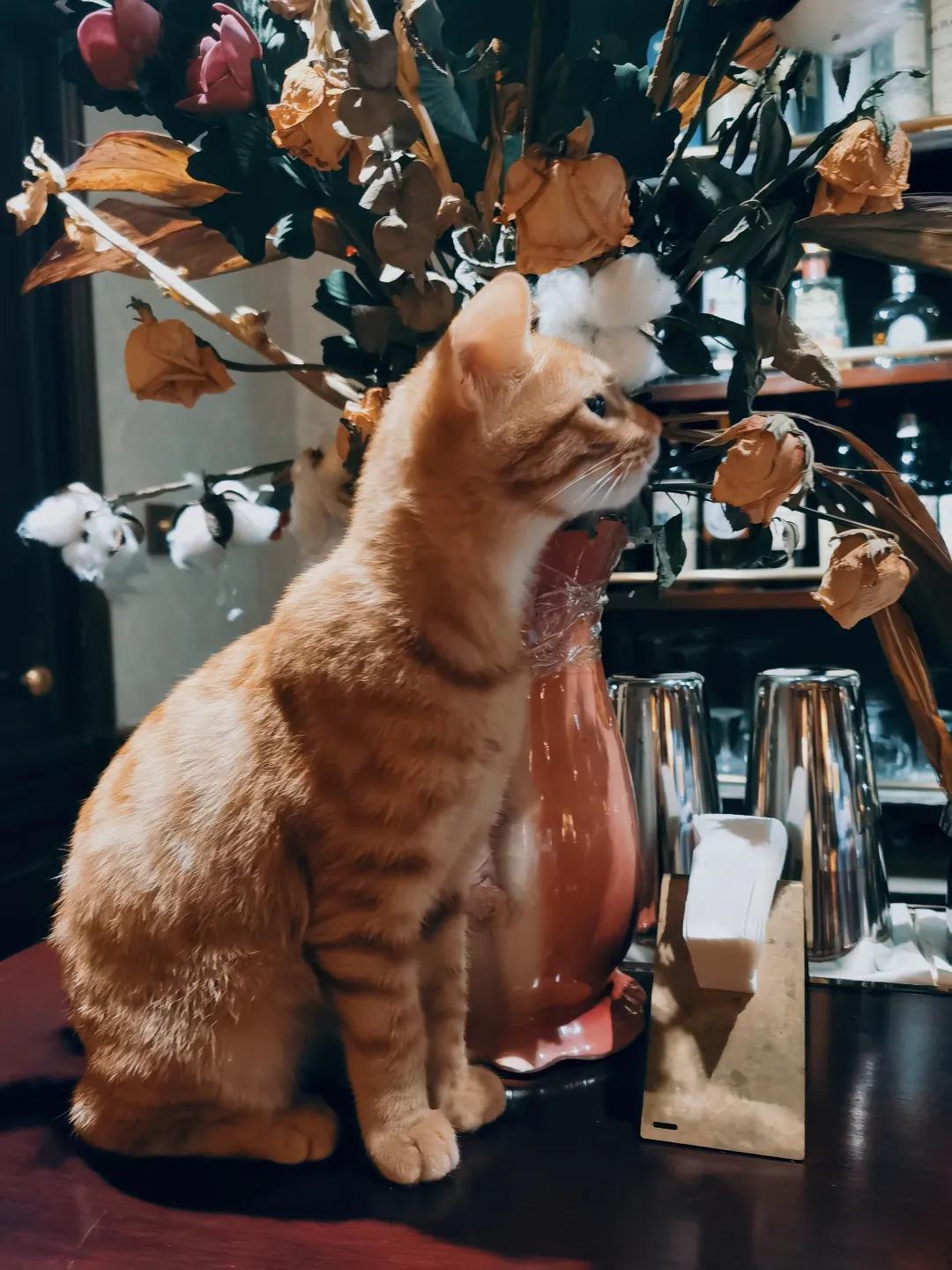 夏日沉醉的夜晚,夏季的夜晚出去走走