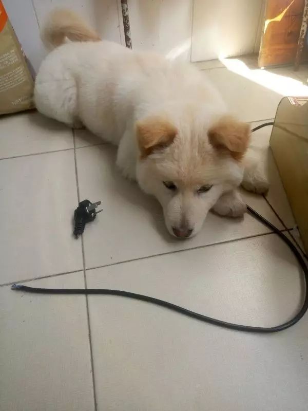 自家的狗成精了是怎样一种体验？