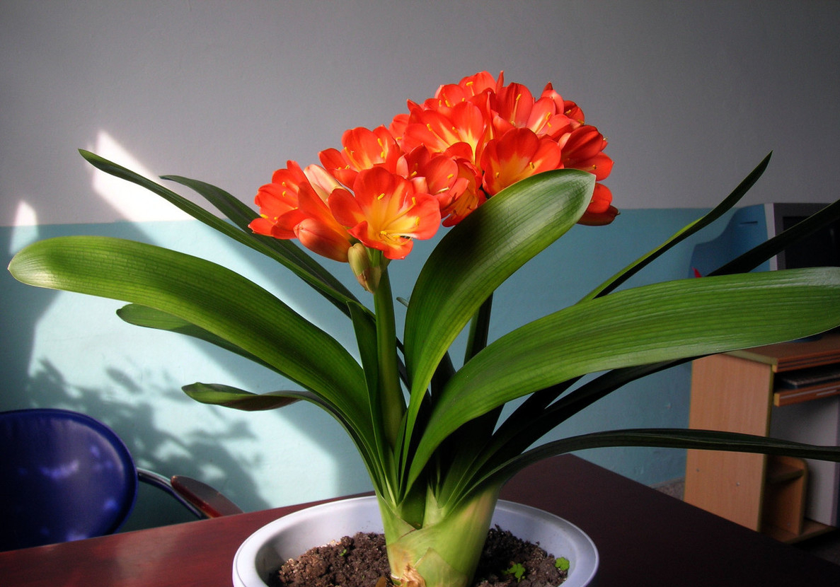 入夏君子兰小苗烂根如何处理,入夏君子兰如何换盆