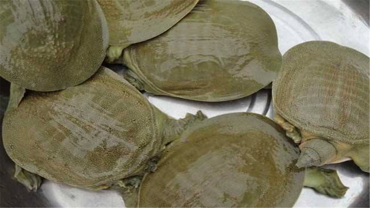 龟鳖养殖技术培训,甲鱼养殖拌料技巧